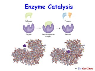 Enzyme Catalysis 