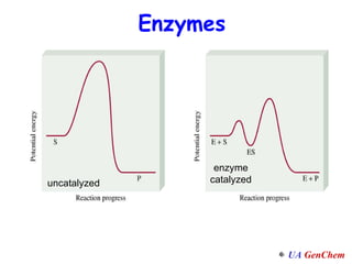 Enzymes uncatalyzed enzyme catalyzed 