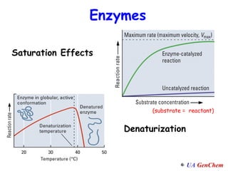 Enzymes Saturation Effects (substrate =  reactant) Denaturization 