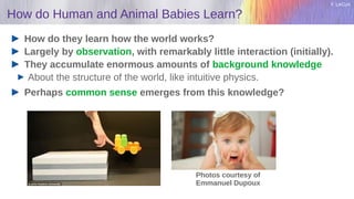 Y. LeCun
How do Human and Animal Babies Learn?
How do they learn how the world works?
Largely by observation, with remarkably little interaction (initially).
They accumulate enormous amounts of background knowledge
About the structure of the world, like intuitive physics.
Perhaps common sense emerges from this knowledge?
Photos courtesy of
Emmanuel Dupoux
 