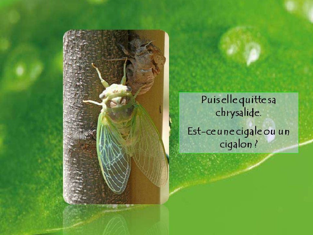 Verbe Designant L Action Du Chant Des Cigales