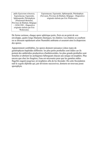 prêle Equisetum telmateia,     Equisetaceae, Equisetale, Sphénopside, Ptéridophyte
   Equisetaceae, Equisetale,    (Tervuren, Province de Brabant, Belgique - Diapositive
  Sphénopside, Ptéridophyte             originale réalisée par Eric Walravens).
     (Watermael-Boitsfort,
Province de Brabant, Belgique
  - 10/04/1981 - Diapositive
  originale réalisée par Eric
         Walravens).

De forme curieuse, chaque spore sphérique porte, fixés en un point de son
enveloppe, quatre longs filaments élastiques, les élatères. Les élatères se courbent
ou se dressent rapidement selon l'humidité ambiante et assurent ainsi la dispersion
des spores.

Apparemment semblables, les spores donnent naissance à deux types de
gamétophytes haploïdes différents: les plus petits prothalles sont mâles car ils
portent des anthéridies productrices d'anthérozoïdes, les plus grands prothalles sont
femelles et abritent les archégones hébergeant chacun une unique o(v)osphère. Plus
encore que chez les fougères, l'eau est nécessaire pour que les gamètes mâles
flagellés nagent jusqu'aux o(v)osphères afin de les féconder. De cette fécondation
naît le zygote diploïde qui, par divisions successives, donnera un nouveau jeune
sporophyte.
 