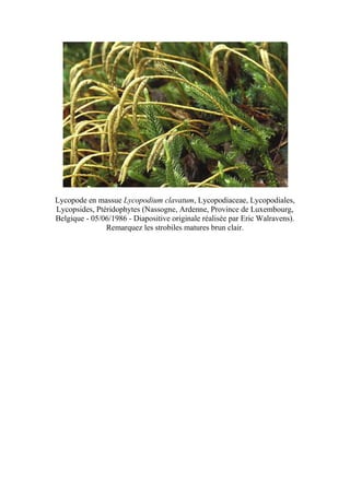 Lycopode en massue Lycopodium clavatum, Lycopodiaceae, Lycopodiales,
Lycopsides, Ptéridophytes (Nassogne, Ardenne, Province de Luxembourg,
Belgique - 05/06/1986 - Diapositive originale réalisée par Eric Walravens).
               Remarquez les strobiles matures brun clair.
 
