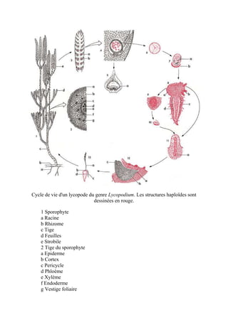 Cycle de vie d'un lycopode du genre Lycopodium. Les structures haploïdes sont
                             dessinées en rouge.

    1 Sporophyte
    a Racine
    b Rhizome
    c Tige
    d Feuilles
    e Strobile
    2 Tige du sporophyte
    a Epiderme
    b Cortex
    c Pericycle
    d Phloème
    e Xylème
    f Endoderme
    g Vestige foliaire
 