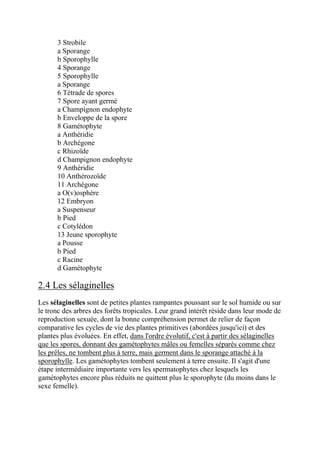 3 Strobile
      a Sporange
      b Sporophylle
      4 Sporange
      5 Sporophylle
      a Sporange
      6 Tétrade de spores
      7 Spore ayant germé
      a Champignon endophyte
      b Enveloppe de la spore
      8 Gamétophyte
      a Anthéridie
      b Archégone
      c Rhizoïde
      d Champignon endophyte
      9 Anthéridie
      10 Anthérozoïde
      11 Archégone
      a O(v)osphère
      12 Embryon
      a Suspenseur
      b Pied
      c Cotylédon
      13 Jeune sporophyte
      a Pousse
      b Pied
      c Racine
      d Gamétophyte

2.4 Les sélaginelles
Les sélaginelles sont de petites plantes rampantes poussant sur le sol humide ou sur
le tronc des arbres des forêts tropicales. Leur grand intérêt réside dans leur mode de
reproduction sexuée, dont la bonne compréhension permet de relier de façon
comparative les cycles de vie des plantes primitives (abordées jusqu'ici) et des
plantes plus évoluées. En effet, dans l'ordre évolutif, c'est à partir des sélaginelles
que les spores, donnant des gamétophytes mâles ou femelles séparés comme chez
les prêles, ne tombent plus à terre, mais germent dans le sporange attaché à la
sporophylle. Les gamétophytes tombent seulement à terre ensuite. Il s'agit d'une
étape intermédiaire importante vers les spermatophytes chez lesquels les
gamétophytes encore plus réduits ne quittent plus le sporophyte (du moins dans le
sexe femelle).
 