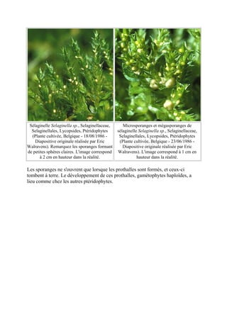 Sélaginelle Selaginella sp., Selaginellaceae,      Microsporanges et mégasporanges de
  Selaginellales, Lycopsides, Ptéridophytes      sélaginelle Selaginella sp., Selaginellaceae,
  (Plante cultivée, Belgique - 18/08/1986 -       Selaginellales, Lycopsides, Ptéridophytes
    Diapositive originale réalisée par Eric       (Plante cultivée, Belgique - 23/06/1986 -
Walravens). Remarquez les sporanges formant         Diapositive originale réalisée par Eric
de petites sphères claires. L'image correspond   Walravens). L'image correspond à 1 cm en
       à 2 cm en hauteur dans la réalité.                   hauteur dans la réalité.

Les sporanges ne s'ouvrent que lorsque les prothalles sont formés, et ceux-ci
tombent à terre. Le développement de ces prothalles, gamétophytes haploïdes, a
lieu comme chez les autres ptéridophytes.
 
