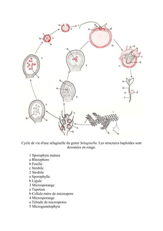 Cycle de vie d'une sélaginelle du genre Selaginella. Les structures haploïdes sont
                               dessinées en rouge.

     1 Sporophyte mature
     a Rhizophore
     b Feuille
     c Strobile
     2 Strobile
     a Sporophylle
     b Ligule
     3 Microsporange
     a Tapetum
     b Cellule-mère de microspore
     4 Microsporange
     a Tétrade de microspores
     5 Microgamétophyte
 