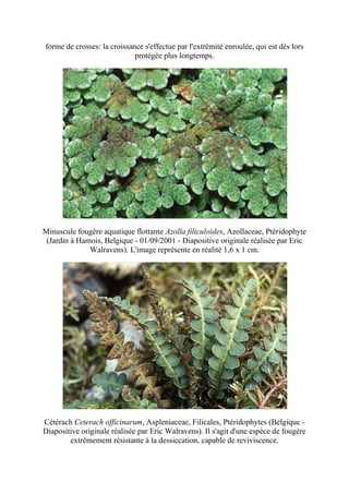 forme de crosses: la croissance s'effectue par l'extrémité enroulée, qui est dès lors
                             protégée plus longtemps.




Minuscule fougère aquatique flottante Azolla filiculoides, Azollaceae, Ptéridophyte
 (Jardin à Hamois, Belgique - 01/09/2001 - Diapositive originale réalisée par Eric
              Walravens). L'image représente en réalité 1,6 x 1 cm.




Cétérach Ceterach officinarum, Aspleniaceae, Filicales, Ptéridophytes (Belgique -
Diapositive originale réalisée par Eric Walravens). Il s'agit d'une espèce de fougère
        extrêmement résistante à la dessiccation, capable de reviviscence.
 