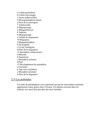 a Cellule prothalliale
     b Cellule d'enveloppe
     c Jeunes anthérozoïdes
     6 Microgamétophyte mature
     a Paroi de la microspore
     7 Anthérozoïde
     8 Mégasporange
     a Mégagamétocyte
     b Tapetum
     9 Mégasporange
     a Tétrade de mégaspores
     10 Mégaspore
     a Mégagamétophyte
     b O(v)osphère
     c Col de l'archégone
     d Paroi de la mégaspore
     11 Sporophyte embryonnaire
     a Rhizoïde
     b Suspenseur
     c Rhizophore primaire
     d Pied
     12 Développement du sporophyte
     a Cotyledon
     b Tige sous cotylédons
     c Rhizophore primaire
     d Paroi de la mégaspore

2.5 Les psilotales
     Cet ordre de ptéridophytes n'est représenté que par de rares plantes tropicales
     appartenant à deux genres dont Psilotum. Ces plantes croissent dans les
     endroits secs aussi bien que dans des lieux humides
 