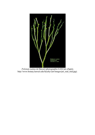 Psilotum nudum de Hawaii (photographie G.D.Carr, d'après
http://www.botany.hawaii.edu/faculty/carr/images/psi_nud_mid.jpg).
 