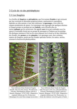 2 Cycle de vie des ptéridophytes
2.1 Les fougères
Les feuilles de fougères ou ptérophytes, que l'on nomme frondes et qui croissent
par leur extrémité se déroulant progressivement, représentent le sporophyte
diploïde car elles portent, à leur face inférieure, lessporanges, c'est-à-dire les
organes producteurs de spores. Les sporanges sont regroupés par quelques dizaines
et chaque groupe est protégé par une indusie, sorte d'écaille plus ou
moins caduque qui les recouvrent. On appelle sore (à ne pas confondre avec les
spores!) l'ensemble formé par un groupe de sporanges et l'indusie qui les protège.
On distingue aisément à l'œil nu les sores disposés sur le bord ou la face inférieure
des frondes, des pennes ou des pinnules. Les sporanges sont, chez certaines
espèces de fougères, portés par des frondes spéciales fertiles, les autres, stériles,
assurant la fonction de photosynthèse.




   Face inférieure d'une fronde de fougère        Face inférieure d'une fronde de fougère
femelle Athyrium filix-femina, Woodsiaceae,     mâle Dryopteris filix-mas, Dryopteridaceae,
  Filicales, Ptéridophytes (Plante cultivée à    Filicales, Ptéridophytes (Plante cultivée à
Hamois, Belgique - 07/07/1998 - Diapositive     Hamois, Belgique - 07/07/1998 - Diapositive
   originale réalisée par Eric Walravens).       originale réalisée par Eric Walravens). La
Remarquez les sores brun orangé recouvertes     forme des indusies varie d'un genre à l'autre
 