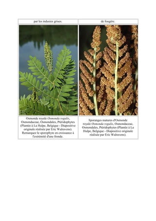 par les indusies grises.                          de fougère.




     Osmonde royale Osmonda regalis,
                                                  Sporanges matures d'Osmonde
 Osmondaceae, Osmondales, Ptéridophytes
                                              royale Osmonda regalis, Osmondaceae,
(Plantée à La Hulpe, Belgique - Diapositive
                                              Osmondales, Ptéridophytes (Plantée à La
   originale réalisée par Eric Walravens).
                                              Hulpe, Belgique - Diapositive originale
 Remarquez le sporophyte en croissance à
                                                   réalisée par Eric Walravens).
          l'extrémité d'une fronde.
 