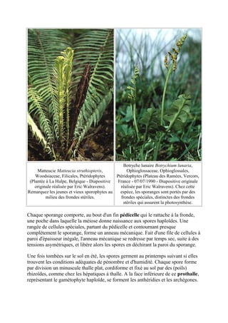 Botryche lunaire Botrychium lunaria,
     Matteucie Matteucia struthiopteris,           Ophioglossaceae, Ophioglossales,
    Woodsiaceae, Filicales, Ptéridophytes    Ptéridophytes (Plateau des Ramées, Vercors,
 (Plantée à La Hulpe, Belgique - Diapositive  France - 07/07/1990 - Diapositive originale
    originale réalisée par Eric Walravens).    réalisée par Eric Walravens). Chez cette
Remarquez les jeunes et vieux sporophytes au   espèce, les sporanges sont portés par des
          milieu des frondes stériles.         frondes spéciales, distinctes des frondes
                                                 stériles qui assurent la photosynthèse.

Chaque sporange comporte, au bout d'un fin pédicelle qui le rattache à la fronde,
une poche dans laquelle la méiose donne naissance aux spores haploïdes. Une
rangée de cellules spéciales, partant du pédicelle et contournant presque
complètement le sporange, forme un anneau mécanique. Fait d'une file de cellules à
paroi d'épaisseur inégale, l'anneau mécanique se redresse par temps sec, suite à des
tensions asymétriques, et libère alors les spores en déchirant la paroi du sporange.

Une fois tombées sur le sol en été, les spores germent au printemps suivant si elles
trouvent les conditions adéquates de pénombre et d'humidité. Chaque spore forme
par division un minuscule thalle plat, cordiforme et fixé au sol par des (poils)
rhizoïdes, comme chez les hépatiques à thalle. A la face inférieure de ce prothalle,
représentant le gamétophyte haploïde, se forment les anthéridies et les archégones.
 