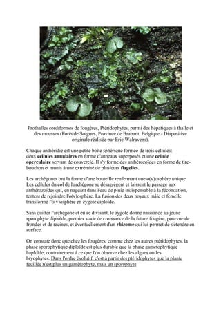 Prothalles cordiformes de fougères, Ptéridophytes, parmi des hépatiques à thalle et
   des mousses (Forêt de Soignes, Province de Brabant, Belgique - Diapositive
                     originale réalisée par Eric Walravens).

Chaque anthéridie est une petite boîte sphérique formée de trois cellules:
deux cellules annulaires en forme d'anneaux superposés et une cellule
operculaire servant de couvercle. Il s'y forme des anthérozoïdes en forme de tire-
bouchon et munis à une extrémité de plusieurs flagelles.

Les archégones ont la forme d'une bouteille renfermant une o(v)osphère unique.
Les cellules du col de l'archégone se désagrègent et laissent le passage aux
anthérozoïdes qui, en nageant dans l'eau de pluie indispensable à la fécondation,
tentent de rejoindre l'o(v)osphère. La fusion des deux noyaux mâle et femelle
transforme l'o(v)osphère en zygote diploïde.

Sans quitter l'archégone et en se divisant, le zygote donne naissance au jeune
sporophyte diploïde, premier stade de croissance de la future fougère, pourvue de
frondes et de racines, et éventuellement d'un rhizome qui lui permet de s'étendre en
surface.

On constate donc que chez les fougères, comme chez les autres ptéridophytes, la
phase sporophytique diploïde est plus durable que la phase gamétophytique
haploïde, contrairement à ce que l'on observe chez les algues ou les
bryophytes. Dans l'ordre évolutif, c'est à partir des ptéridophytes que la plante
feuillée n'est plus un gamétophyte, mais un sporophyte.
 