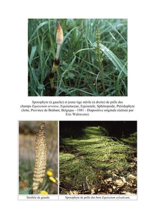 Sporophyte (à gauche) et jeune tige stérile (à droite) de prêle des
champs Equisetum arvense, Equisetaceae, Equisetale, Sphénopside, Ptéridophyte
 (Jette, Province de Brabant, Belgique - 1981 - Diapositive originale réalisée par
                                 Eric Walravens).




    Strobile de grande          Sporophyte de prêle des bois Equisetum sylvaticum,
 