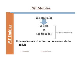 MT Stables
10
MT
Stables
Les centrioles
Les cils
et
Cytosquelette Pr. MIKOU Karima
MT
Stables
et
Les flagelles
Ils Interviennent dans les déplacements de la
cellule
Dérivés centriolaires
 