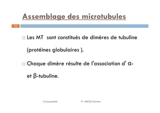 Assemblage des microtubules
Les MT sont constitués de dimères de tubuline
(protéines globulaires ).
12
Chaque dimère résulte de l'association d' α-
et β-tubuline.
Cytosquelette Pr. MIKOU Karima
 