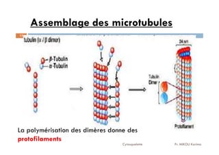 Assemblage des microtubules
13
La polymérisation des dimères donne des
protofilaments
Cytosquelette Pr. MIKOU Karima
 