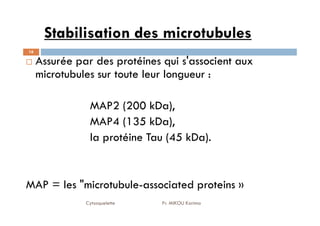 Stabilisation des microtubules
16
Assurée par des protéines qui s'associent aux
microtubules sur toute leur longueur :
MAP2 (200 kDa),
Cytosquelette Pr. MIKOU Karima
MAP4 (135 kDa),
la protéine Tau (45 kDa).
MAP = les "microtubule-associated proteins »
 