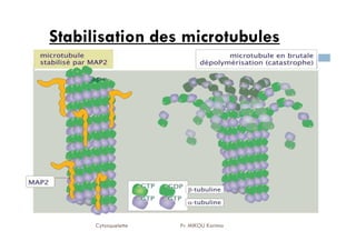 Stabilisation des microtubules
17
Cytosquelette Pr. MIKOU Karima
 