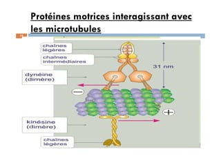 Protéines motrices interagissant avec
les microtubules
19
Cytosquelette Pr. MIKOU Karima
 