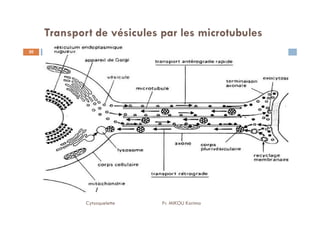 Transport de vésicules par les microtubules
20
Cytosquelette Pr. MIKOU Karima
 