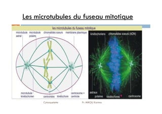 Les microtubules du fuseau mitotique
22
Cytosquelette Pr. MIKOU Karima
 