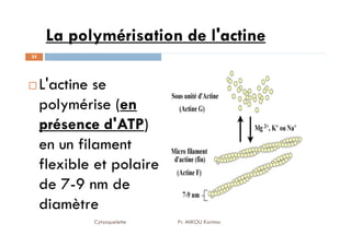 La polymérisation de l'actine
L'actine se
polymérise (en
présence d'ATP)
25
présence d'ATP)
en un filament
flexible et polaire
de 7-9 nm de
diamètre
Cytosquelette Pr. MIKOU Karima
 