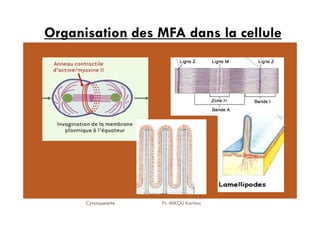Organisation des MFA dans la cellule
27
Cytosquelette Pr. MIKOU Karima
 