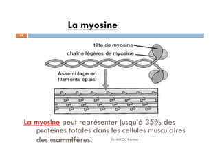 29
La myosine peut représenter jusqu’à 35%
des protéines totales dans les cellules
musculaires des mammifères.
La myosine
La myosine peut représenter jusqu’à 35% des
protéines totales dans les cellules musculaires
des mammifères.
Cytosquelette Pr. MIKOU Karima
 