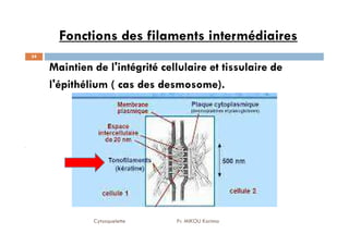 Fonctions des filaments intermédiaires
34
Maintien de l'intégrité cellulaire et tissulaire de
l'épithélium ( cas des desmosome).
Cytosquelette Pr. MIKOU Karima
 