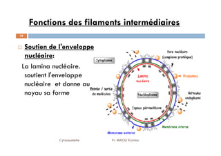 Fonctions des filaments intermédiaires
Soutien de l'enveloppe
nucléaire:
La lamina nucléaire.
soutient l'enveloppe
35
soutient l'enveloppe
nucléaire et donne au
noyau sa forme
Cytosquelette Pr. MIKOU Karima
 