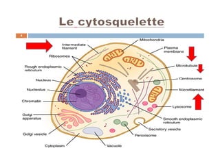 4
Cytosquelette Pr. MIKOU Karima
 