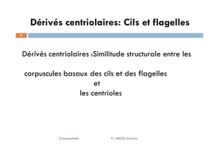 Dérivés centriolaires: Cils et flagelles
41
Dérivés centriolaires :Similitude structurale entre les
corpuscules basaux des cils et des flagelles
Cytosquelette Pr. MIKOU Karima
corpuscules basaux des cils et des flagelles
et
les centrioles
 