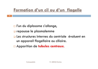 Formation d’un cil ou d’un flagelle
42
l’un du diplosome s’allonge,
repousse le plasmalemme
Les structures internes du centriole évoluent en
Cytosquelette Pr. MIKOU Karima
Les structures internes du centriole évoluent en
un appareil flagellaire ou ciliaire.
Apparition de tubules centraux.
 