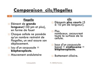 Comparaison cils/flagelles
flagelle
Elément de grande
longueur(150 µm et plus),
en forme de fouet
Chaque cellule ne possède
cils
Eléments plus courts (5
à 10 µm de longueur).
Plus
nombreux. recouvrent
toute la surface de la
43
Chaque cellule ne possède
qu’un nombre restreint de
flagelles, un seul assure son
déplacement.
issu d’un corpuscule =
blépharoplaste
blépharoplaste.
.
Mouvement ondulatoire
nombreux. recouvrent
toute la surface de la
cellule.
Issus d’un corpuscule
basal = cinétosome =
blépharoplaste
blépharoplaste.
.
Battement ciliaire.
Cytosquelette Pr. MIKOU Karima
 