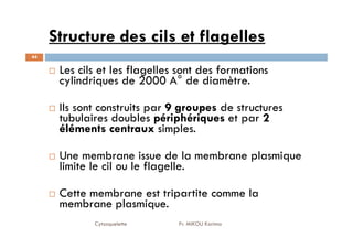 Structure des cils et flagelles
44
Les cils et les flagelles sont des formations
cylindriques de 2000 A° de diamètre.
Ils sont construits par 9 groupes de structures
tubulaires doubles périphériques et par 2
éléments centraux simples.
Cytosquelette Pr. MIKOU Karima
tubulaires doubles périphériques et par 2
éléments centraux simples.
Une membrane issue de la membrane plasmique
limite le cil ou le flagelle.
Cette membrane est tripartite comme la
membrane plasmique.
 