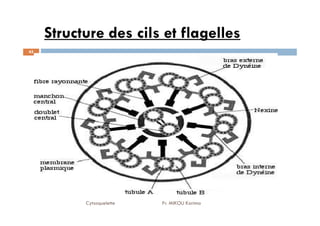 Structure des cils et flagelles
45
Cytosquelette Pr. MIKOU Karima
 