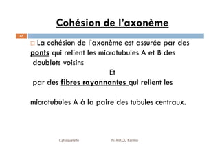 Cohésion de l’axonème
47
La cohésion de l’axonème est assurée par des
ponts qui relient les microtubules A et B des
doublets voisins
Et
par des fibres rayonnantes
fibres rayonnantes qui relient les
Cytosquelette Pr. MIKOU Karima
par des fibres rayonnantes
fibres rayonnantes qui relient les
microtubules A à la paire des tubules centraux.
 