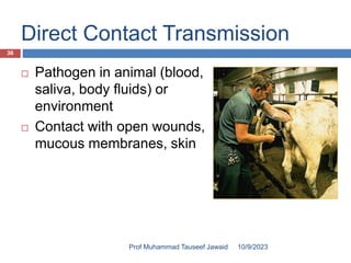 Direct Contact Transmission
 Pathogen in animal (blood,
saliva, body fluids) or
environment
 Contact with open wounds,
mucous membranes, skin
10/9/2023
36
Prof Muhammad Tauseef Jawaid
 