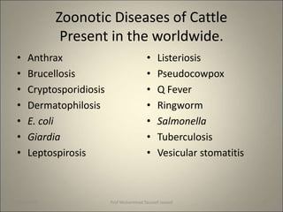 Zoonotic Diseases of Cattle
Present in the worldwide.
• Anthrax
• Brucellosis
• Cryptosporidiosis
• Dermatophilosis
• E. coli
• Giardia
• Leptospirosis
• Listeriosis
• Pseudocowpox
• Q Fever
• Ringworm
• Salmonella
• Tuberculosis
• Vesicular stomatitis
10/9/2023 4
Prof Muhammad Tauseef Jawaid
 
