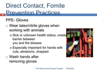 Direct Contact, Fomite
Prevention Practices
PPE- Gloves
 Wear latex/nitrile gloves when
working with animals
 Sick or unknown health status, create a
barrier between
you and the disease
 Especially important for hands with
cuts, abrasions, chapped
 Wash hands after
removing gloves
10/9/2023
40
Prof Muhammad Tauseef Jawaid
 