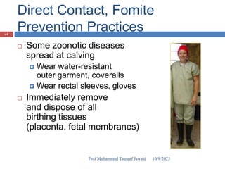 Direct Contact, Fomite
Prevention Practices
 Some zoonotic diseases
spread at calving
 Wear water-resistant
outer garment, coveralls
 Wear rectal sleeves, gloves
 Immediately remove
and dispose of all
birthing tissues
(placenta, fetal membranes)
10/9/2023
44
Prof Muhammad Tauseef Jawaid
 