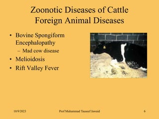 Zoonotic Diseases of Cattle
Foreign Animal Diseases
• Bovine Spongiform
Encephalopathy
– Mad cow disease
• Melioidosis
• Rift Valley Fever
10/9/2023 6
Prof Muhammad Tauseef Jawaid
 