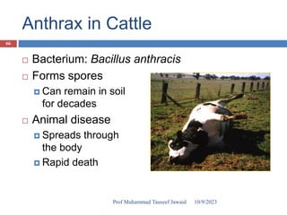 Anthrax in Cattle
 Bacterium: Bacillus anthracis
 Forms spores
 Can remain in soil
for decades
 Animal disease
 Spreads through
the body
 Rapid death
10/9/2023
66
Prof Muhammad Tauseef Jawaid
 