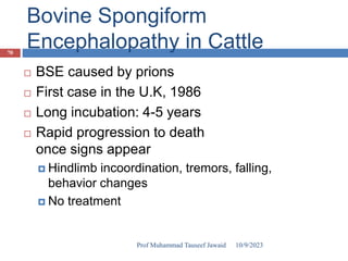 Bovine Spongiform
Encephalopathy in Cattle
 BSE caused by prions
 First case in the U.K, 1986
 Long incubation: 4-5 years
 Rapid progression to death
once signs appear
 Hindlimb incoordination, tremors, falling,
behavior changes
 No treatment
10/9/2023
70
Prof Muhammad Tauseef Jawaid
 