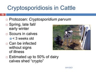 Prof
Muhammad
Tauseef
Jawaid
Cryptosporidiosis in Cattle
 Protozoan: Cryptosporidium parvum
 Spring, late fall/
early winter
 Scours in calves
 < 3 weeks old
 Can be infected
without signs
of illness
 Estimated up to 50% of dairy
calves shed “crypto”
10/9/2023
71
 