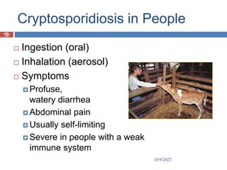 Prof
Muhammad
Tauseef
Jawaid
Cryptosporidiosis in People
 Ingestion (oral)
 Inhalation (aerosol)
 Symptoms
 Profuse,
watery diarrhea
 Abdominal pain
 Usually self-limiting
 Severe in people with a weak
immune system
10/9/2023
72
 