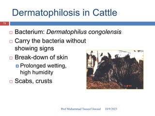 Dermatophilosis in Cattle
 Bacterium: Dermatophilus congolensis
 Carry the bacteria without
showing signs
 Break-down of skin
 Prolonged wetting,
high humidity
 Scabs, crusts
10/9/2023
73
Prof Muhammad Tauseef Jawaid
 