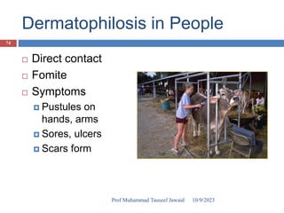Dermatophilosis in People
 Direct contact
 Fomite
 Symptoms
 Pustules on
hands, arms
 Sores, ulcers
 Scars form
10/9/2023
74
Prof Muhammad Tauseef Jawaid
 